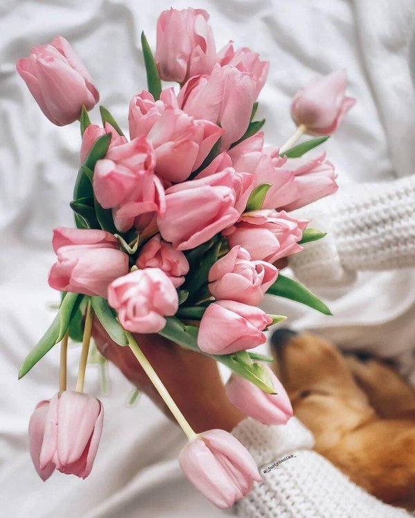 букет тюльпанов