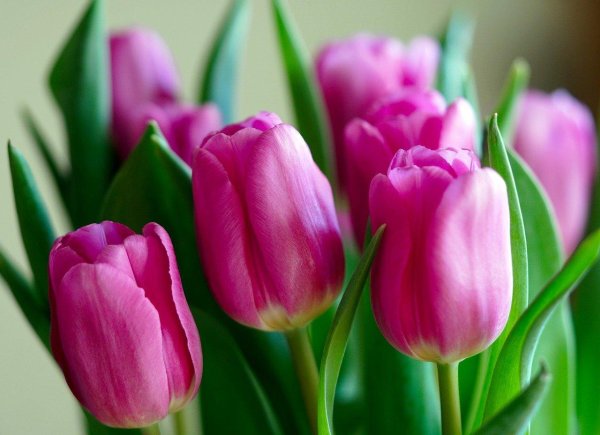 тюльпан цветок