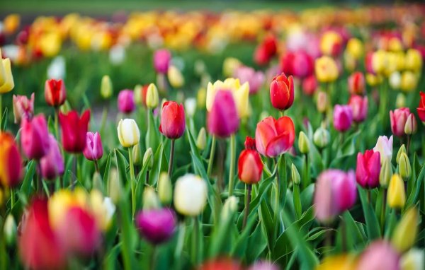 тюльпан красивый