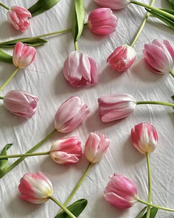 фон тюльпан