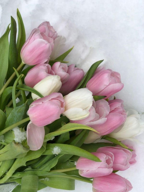 нежный букет тюльпанов