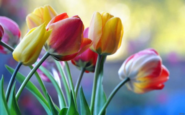 цветок тюльпан