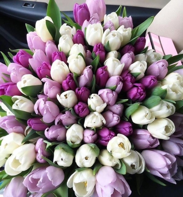 огромный букет тюльпанов