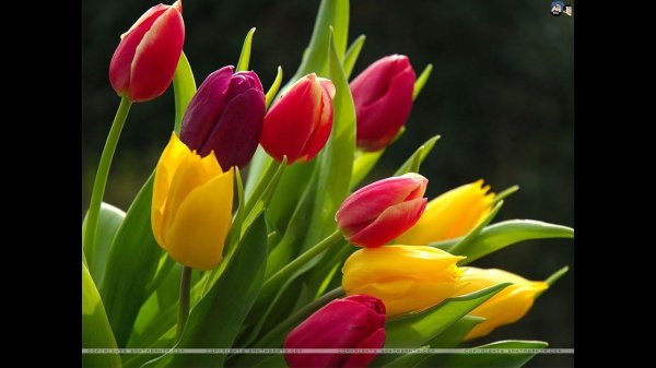 цветок тюльпан