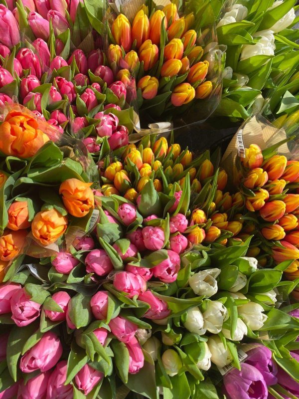 охапка тюльпанов