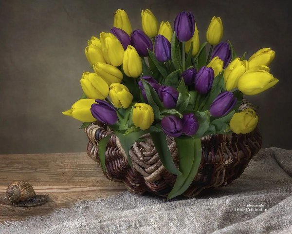 натюрморт с тюльпанами