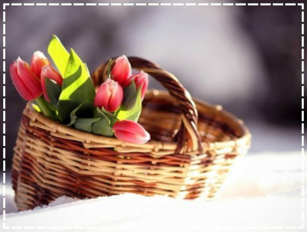 корзина с тюльпанами