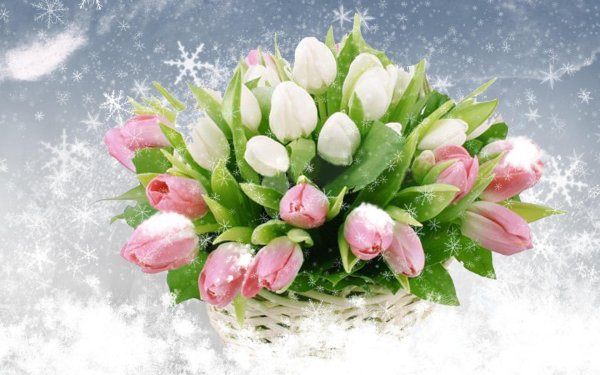 корзинка с тюльпанами