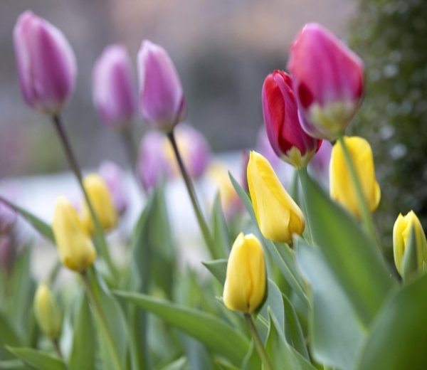 тюльпан красивый