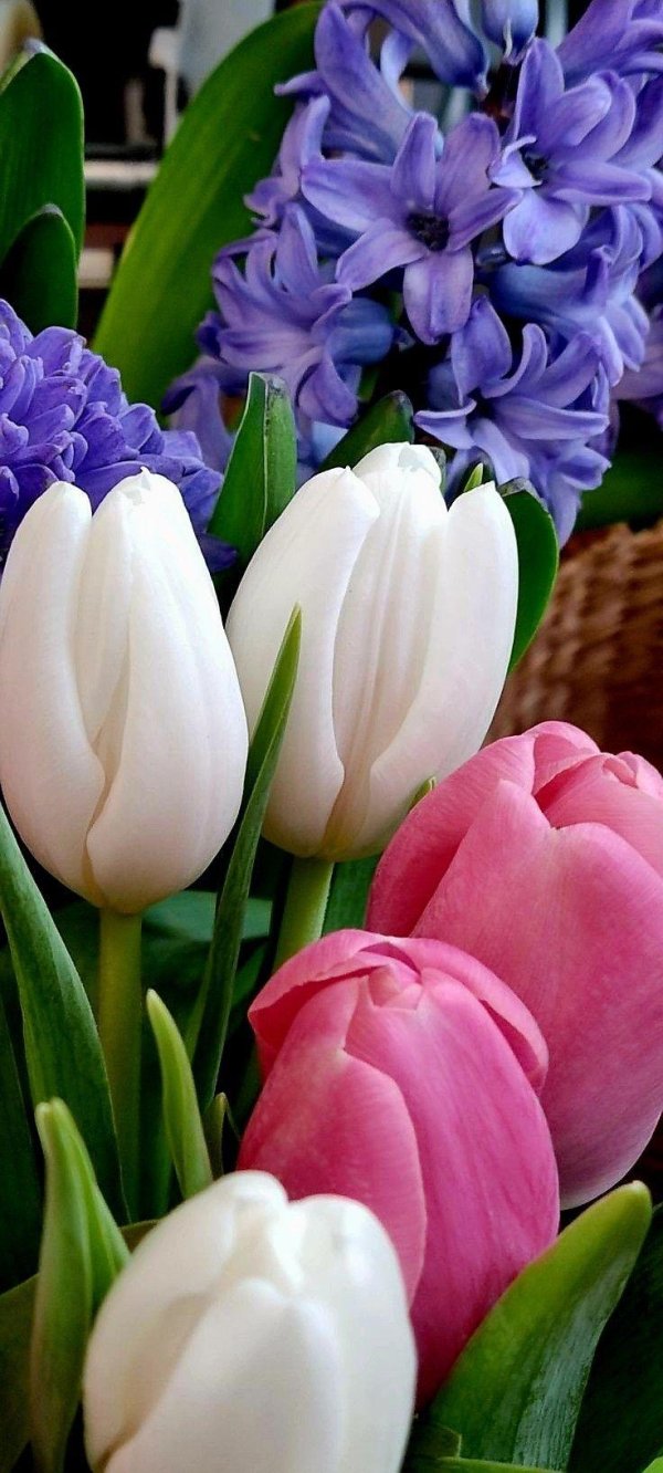 весенние цветы