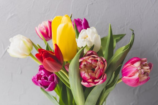 тюльпан букетный