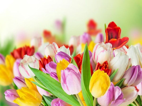 фон с тюльпанами