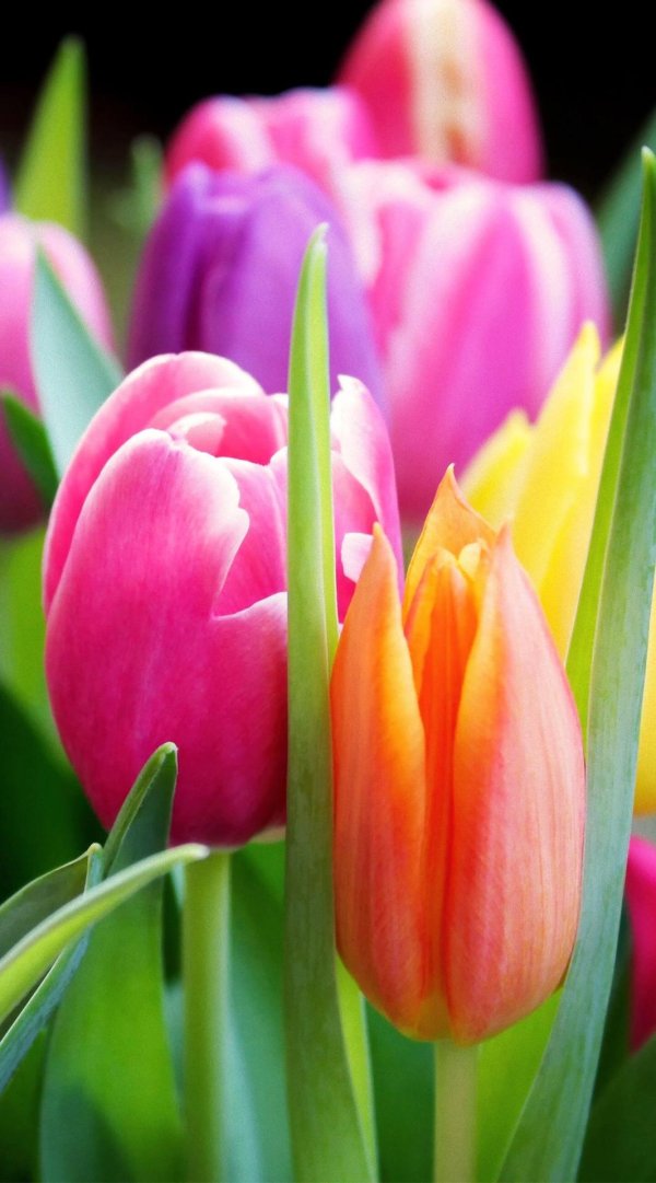 тюльпан kadima