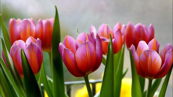 тюльпан красный