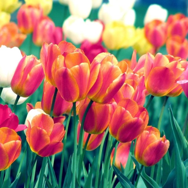 тюльпан айкон