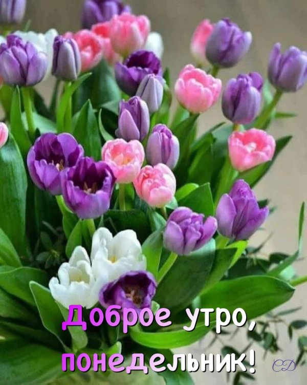 открытка доброе утро весна