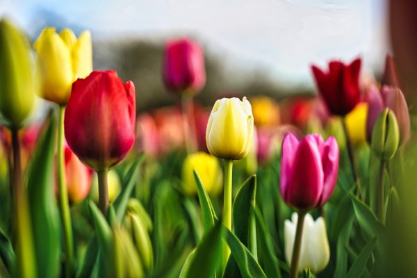 тюльпан красивый