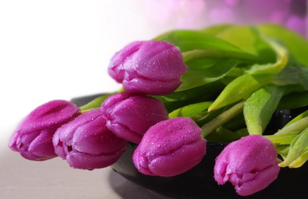 цветок тюльпан