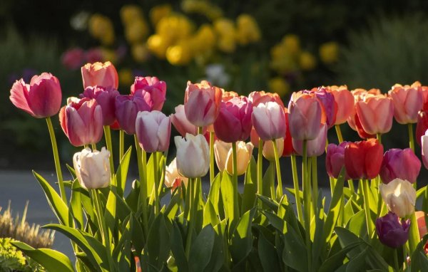 тюльпан концерто