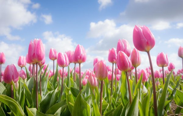 тюльпан розовый