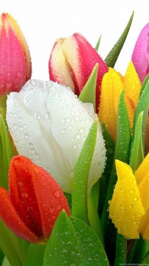 цветок тюльпана