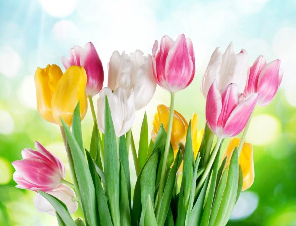 весенние цветы