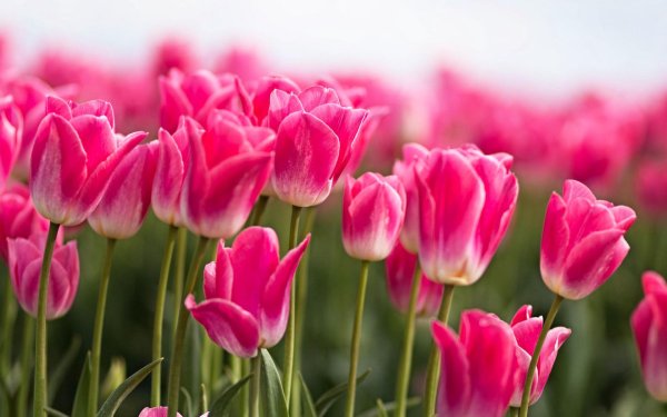 тюльпан бутон