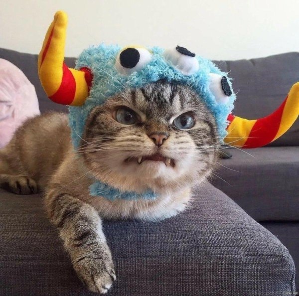 угарные коты