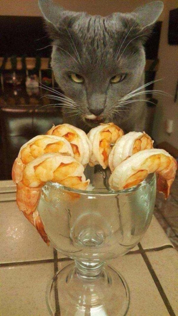 прикол с котами