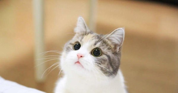 мявка кошка