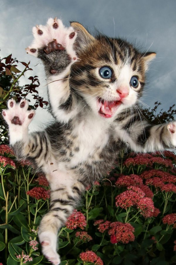 забавные котята