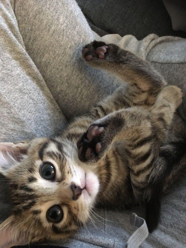 котенок красивый