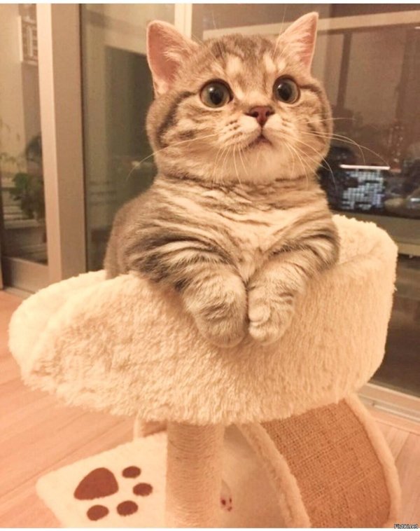 смешная кошка