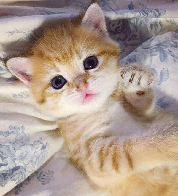 очаровательные котята