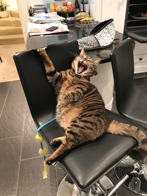 забавный кот