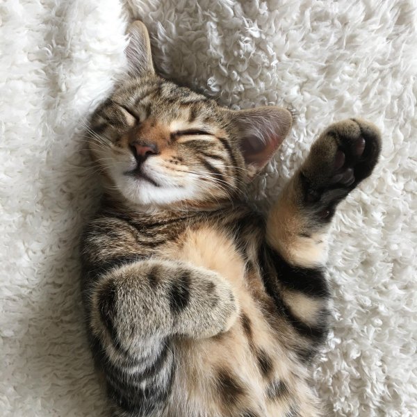 довольная кошка