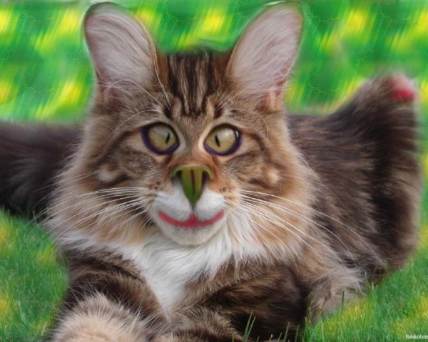 веселые котики