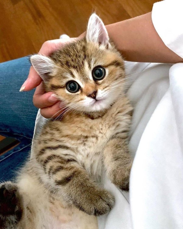 настоящие кошки