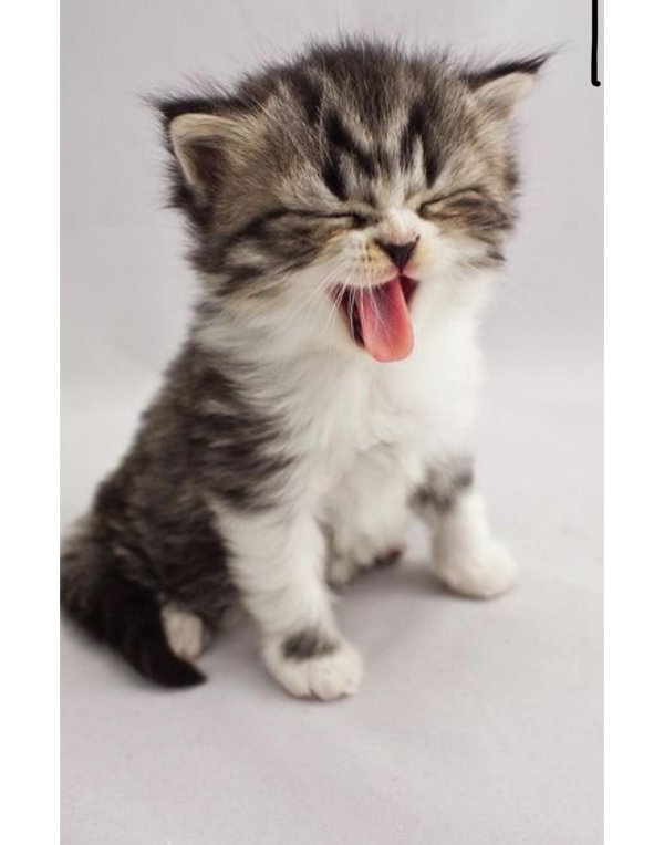 котенок маленький