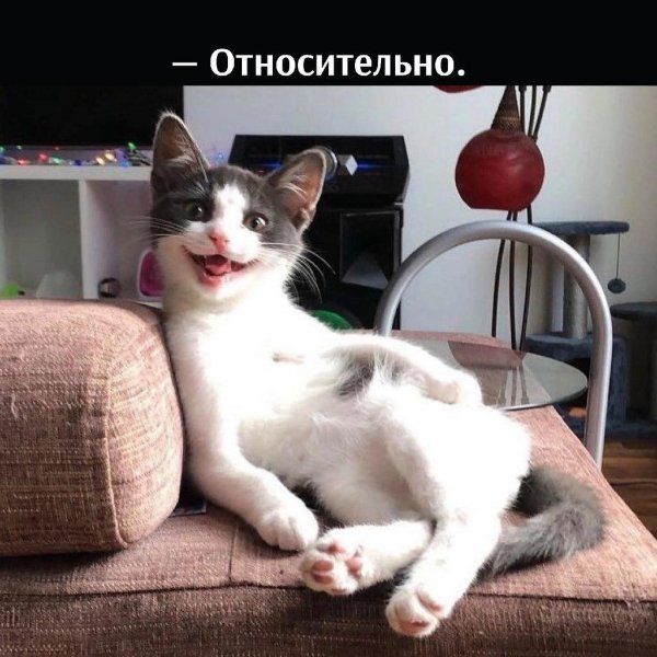 прикольная кошка