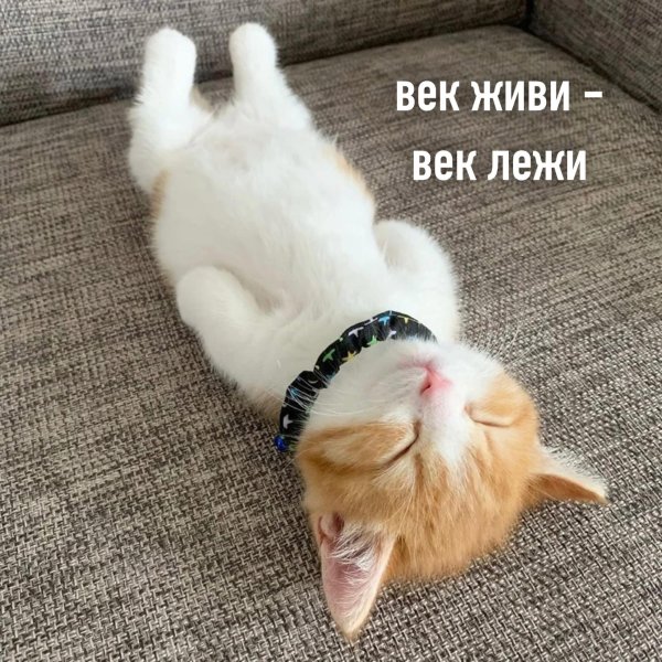 смешной котенок