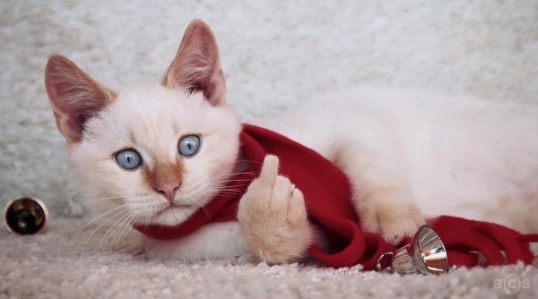 кошка рэгдолл голубоглазый