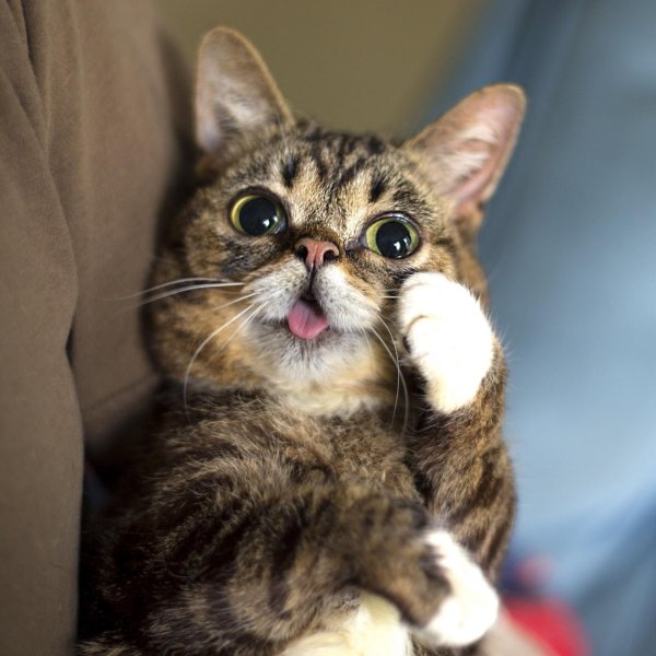 lil bub кошка