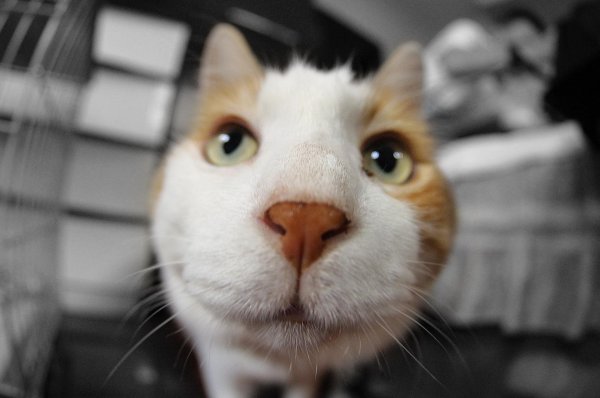 морда кота смешная