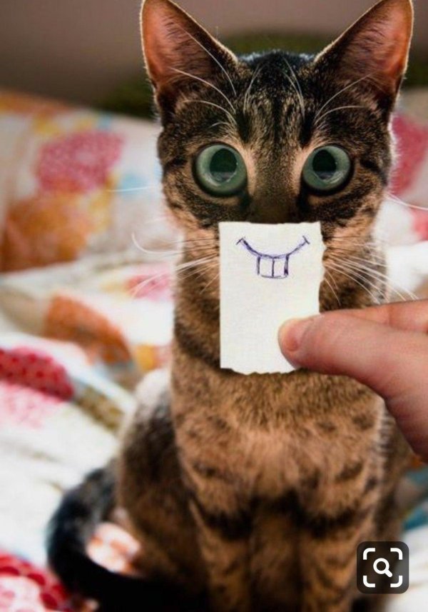 прикольная кошка