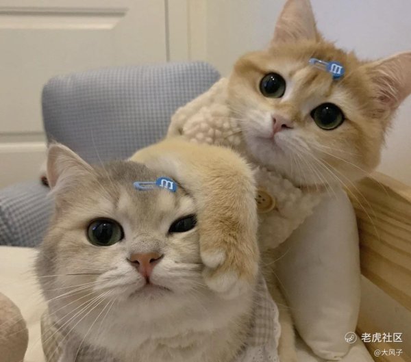 милая котик