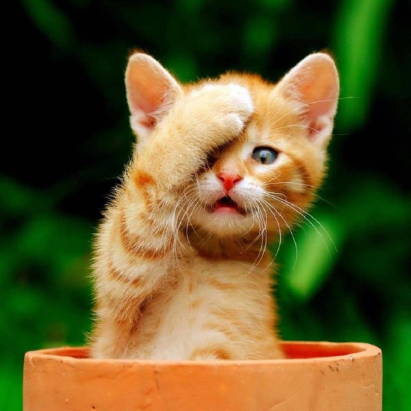 котенок рыжий