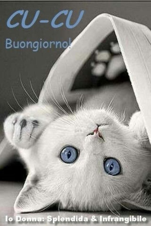 котёнок белый