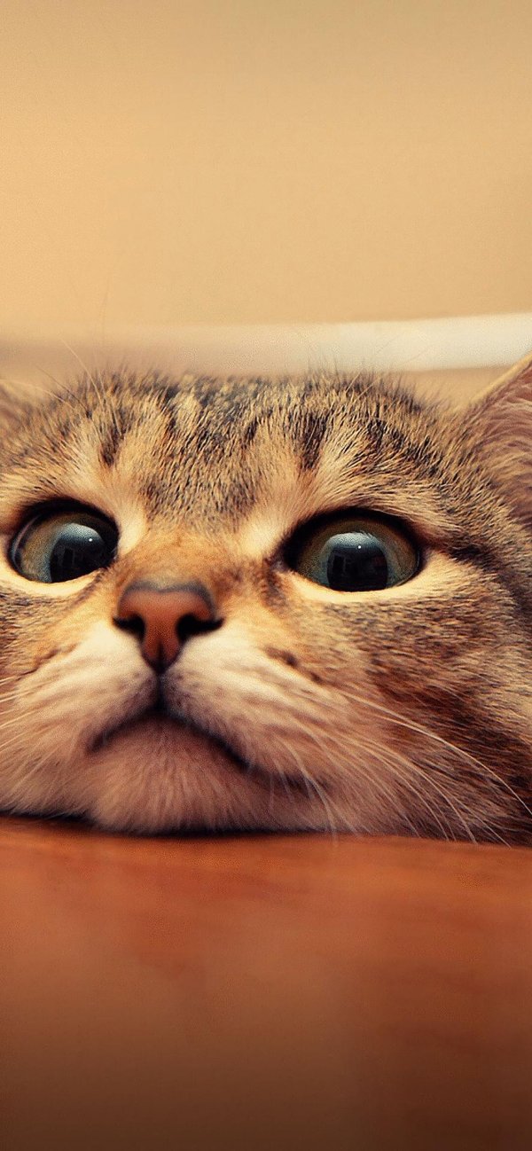 смешной кот