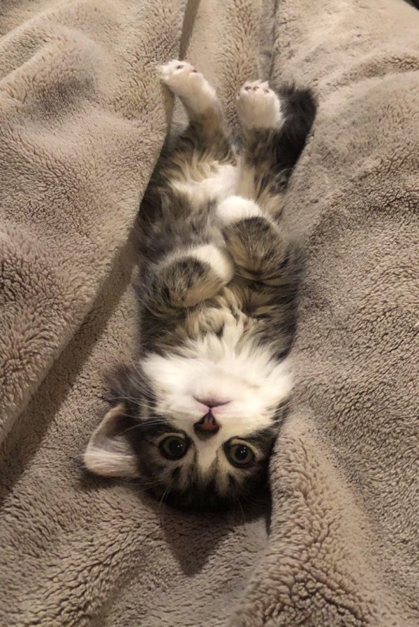 очаровательные котята